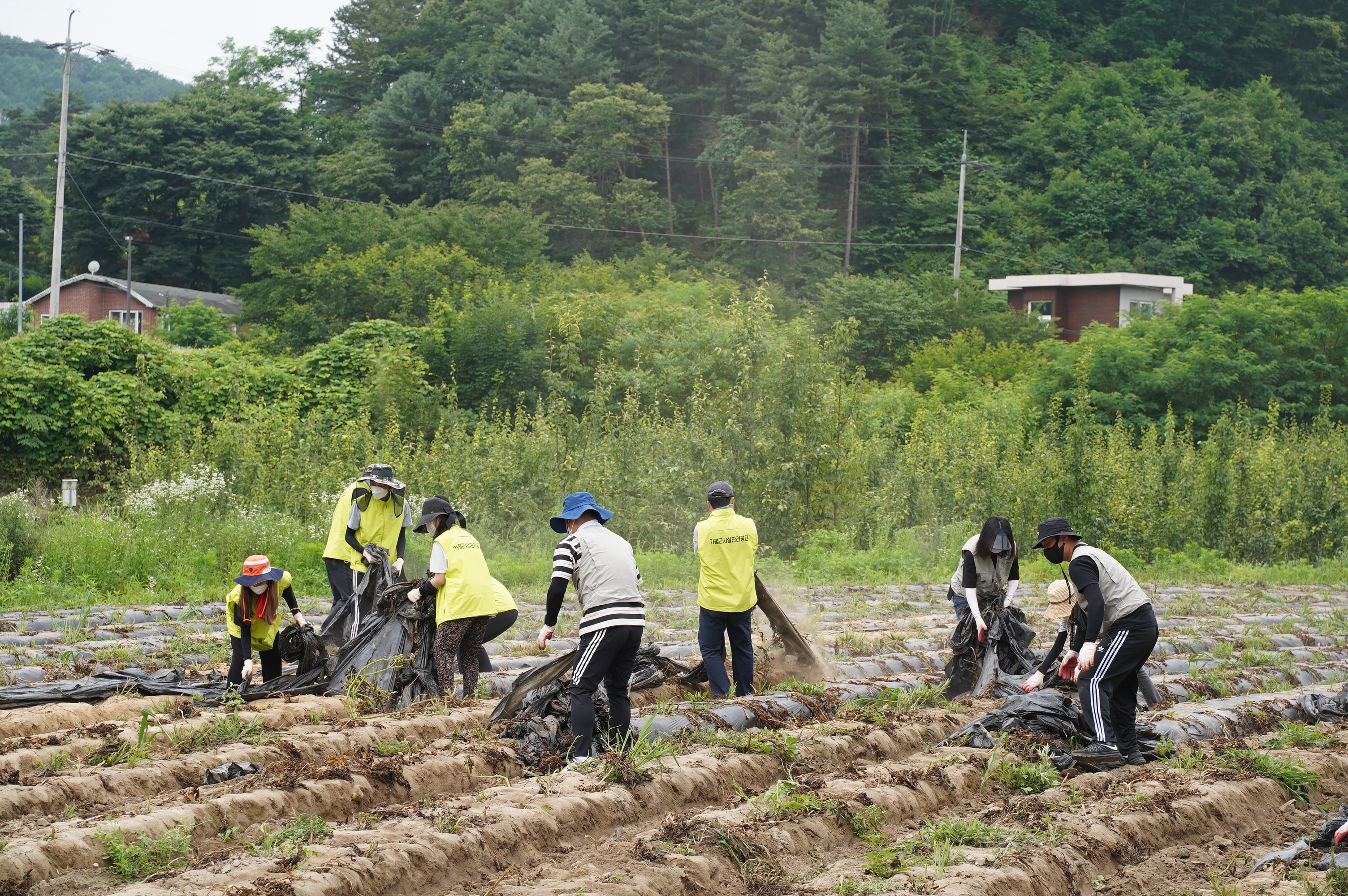 가평군시설관리공단 행복나눔봉사단, 농가일손돕기 봉사활동 실시 두번째 이미지